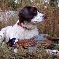 The Ultimate Pheasant Hunt