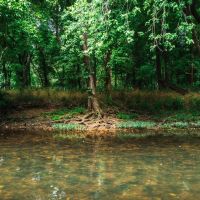 Spring Cave at the Piney images 2
