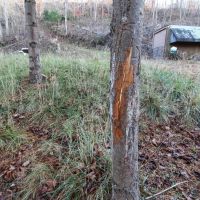 SR 60 - 5 acres - Coshocton County images 2