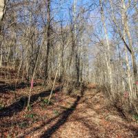 Mercer Rd - 56 acres - Belmont County images 2