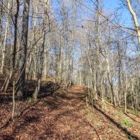 Mercer Rd - 56 acres - Belmont County images 3