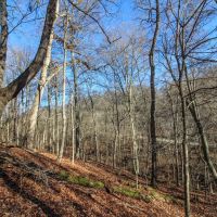 Mercer Rd - 56 acres - Belmont County images 5