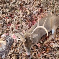 2024 Buck (9 point)