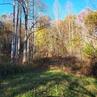 17-ACRE Home Site Creek Land images 2