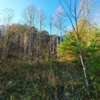 17-ACRE Home Site Creek Land images 4