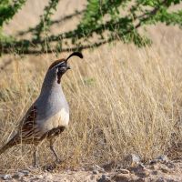Quitman Canyon Ranch images 2