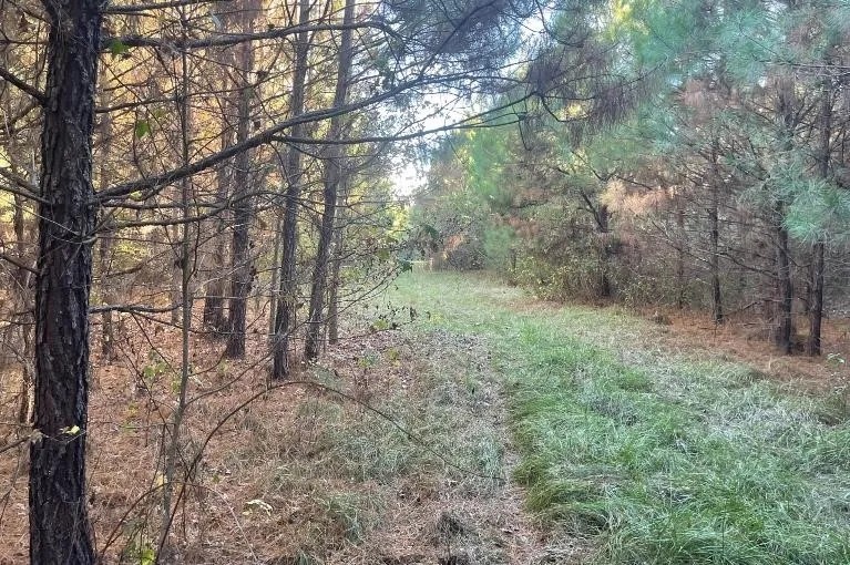 156 Acres in Lauderdale County in Collinsville MS featured image