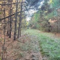 156 Acres in Lauderdale County in Collinsville MS