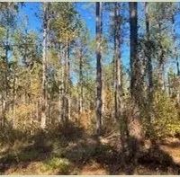 156 Acres in Lauderdale County in Collinsville MS images 4