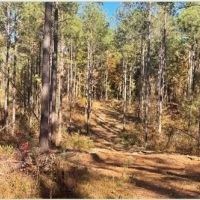 156 Acres in Lauderdale County in Collinsville MS images 5