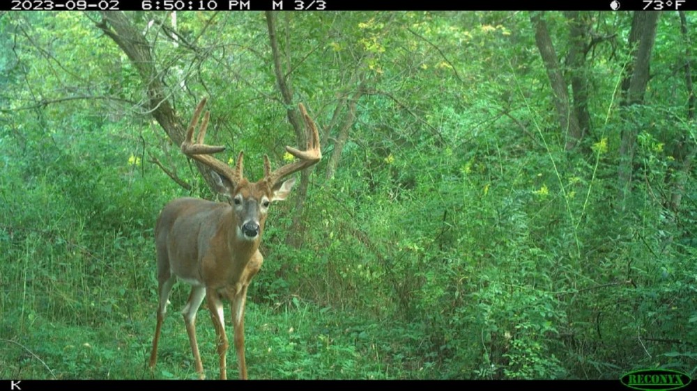 Trophy Whitetail Hunting Land for Sale in Richland County Wisconsin featured image