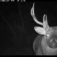 Trophy Whitetail Hunting Land for Sale in Richland County Wisconsin images 3