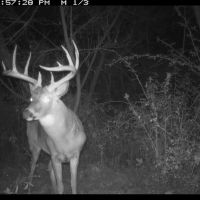 Trophy Whitetail Hunting Land for Sale in Richland County Wisconsin images 4