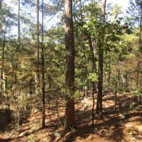 Secluded Unrestricted Kiamichi Wilderness Building Lot on Edge of Shorty Creek Pushmataha County OK 5 AC images 5