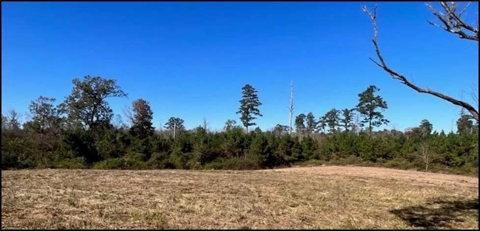 221 Acres in Winston County in Louisville MS featured image
