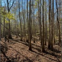 221 Acres in Winston County in Louisville MS images 3