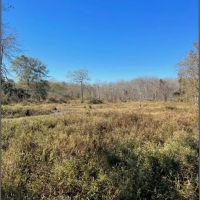 221 Acres in Winston County in Louisville MS images 4