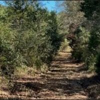 221 Acres in Winston County in Louisville MS images 5