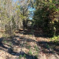 LA - Richland 43 acres - images 4