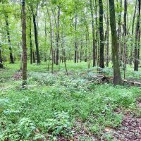 DEER DUCKS TURKEY IN ONE TRACT images 3