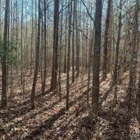 Hubbertville Alabama - 97 Acres images 2