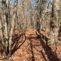 Hubbertville Alabama - 97 Acres images 5
