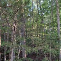 80 acre Marion County HWY 278 images 3