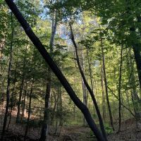 80 acre Marion County HWY 278 images 5