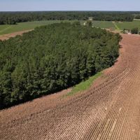 29.12 acres of Recreational and Farm Land For Sale in Robeson County NC images 4