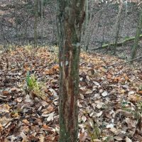 Land For Sale with a Cabin in Parke County IN 80 Acres - images 5