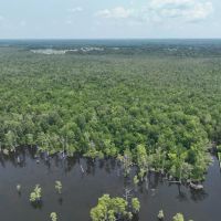 625 acre Waterfront Hunting and Timberland For Sale in Chowan County NC images 2