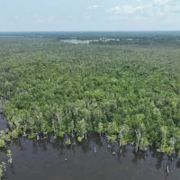 625 acre Waterfront Hunting and Timberland For Sale in Chowan County NC images 5