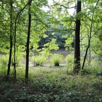Current River Farm for sale in Ripley County MO 171 acres - images 4