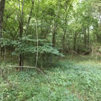 Current River Farm for sale in Ripley County MO 171 acres - images 5