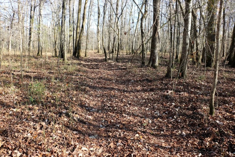 Clay County - 100 Acre Hardwood Hunting Tract featured image