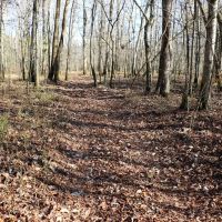 Clay County - 100 Acre Hardwood Hunting Tract