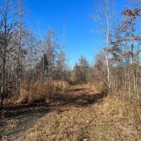 Lowndes 12 Acre Hildreth Tract images 5