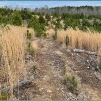 33.8 Acres in Calhoun in Pittsboro MS images 4