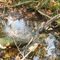Robertson Farm images 4