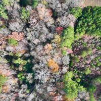 1.24 acres of Residential and Recreational Timberland For Sale in Pamlico County NC images 3