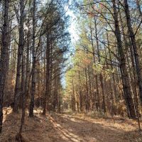 492 Acre Timber and Recreational Tract in Winston County images 2