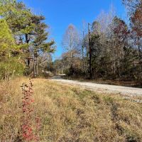 492 Acre Timber and Recreational Tract in Winston County images 3