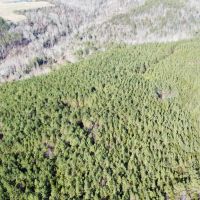 492 Acre Timber and Recreational Tract in Winston County images 4