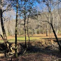 492 Acre Timber and Recreational Tract in Winston County images 5