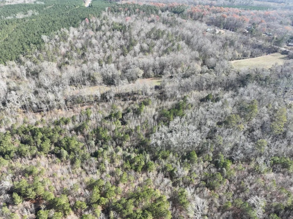 93 Ac Timber Residential Hunting Tract in Roopville GA featured image