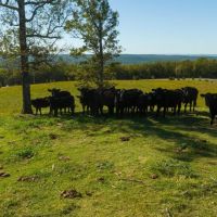 NewOzarks Cattle Ranch For Sale Near Bull Shoals Lake Property images 5
