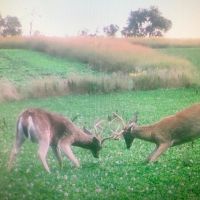 71 Acre Parcel with Tillable Portion Gratiot County MI images 4