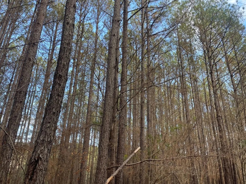 160 ac Timber Tract In Winston Co. AL featured image