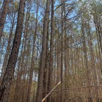 160 ac Timber Tract In Winston Co. AL