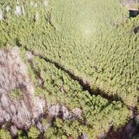 160 ac Timber Tract In Winston Co. AL images 2